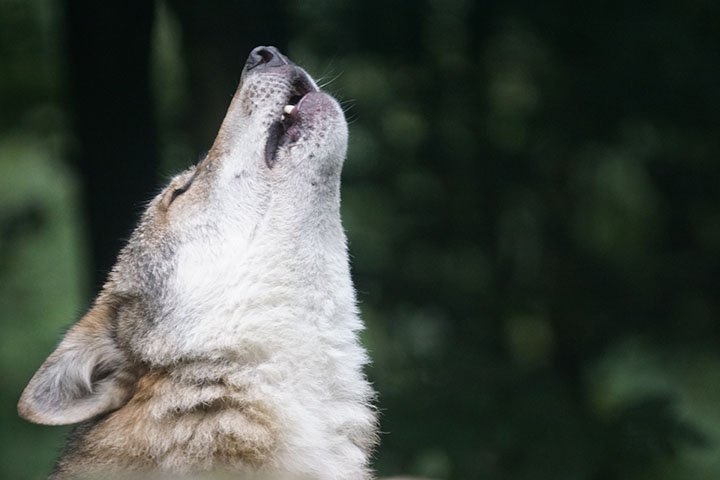 遠吠えする犬